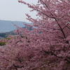 河津桜の丘