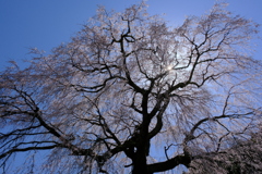 又兵衛桜