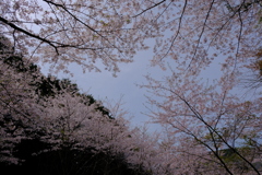 山中渓の桜