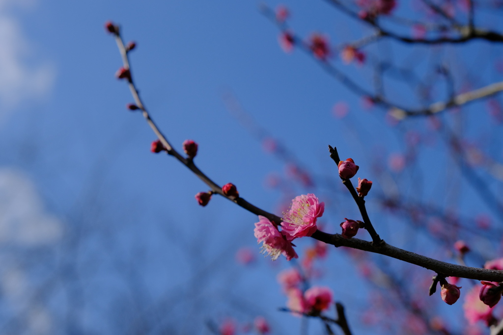 梅の花