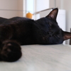 Tonekoの猫たち