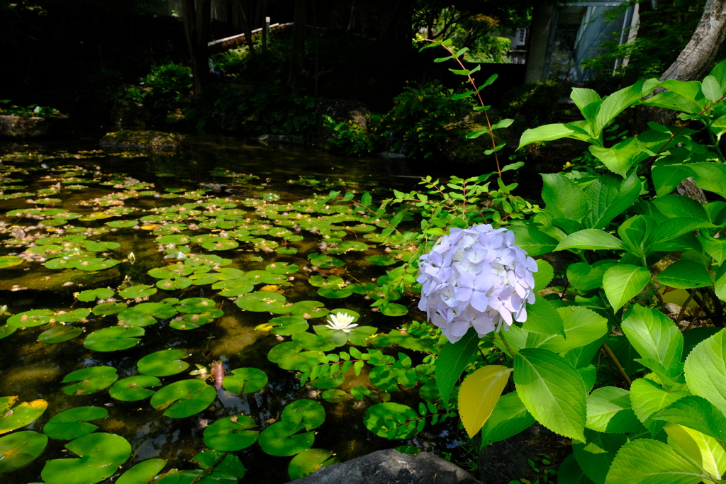 大山崎山荘美術館のアジサイ