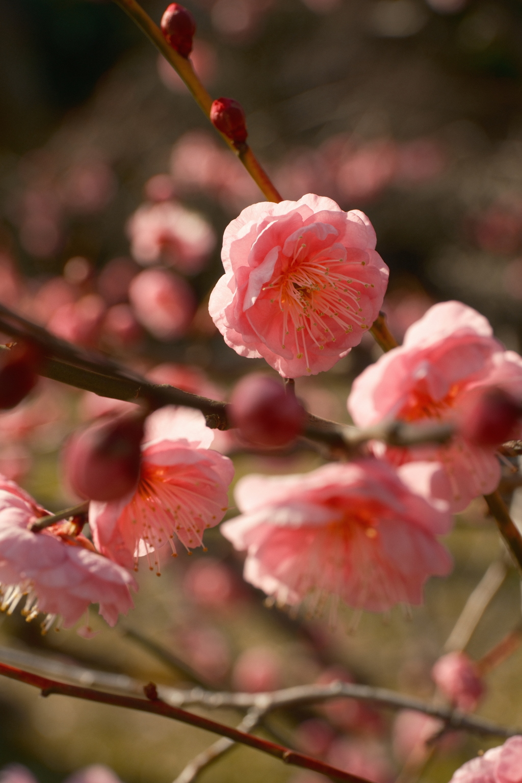 梅の花