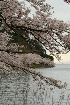 海津大崎の桜