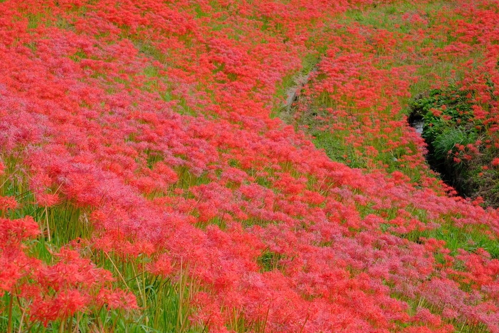 矢勝川堤の彼岸花