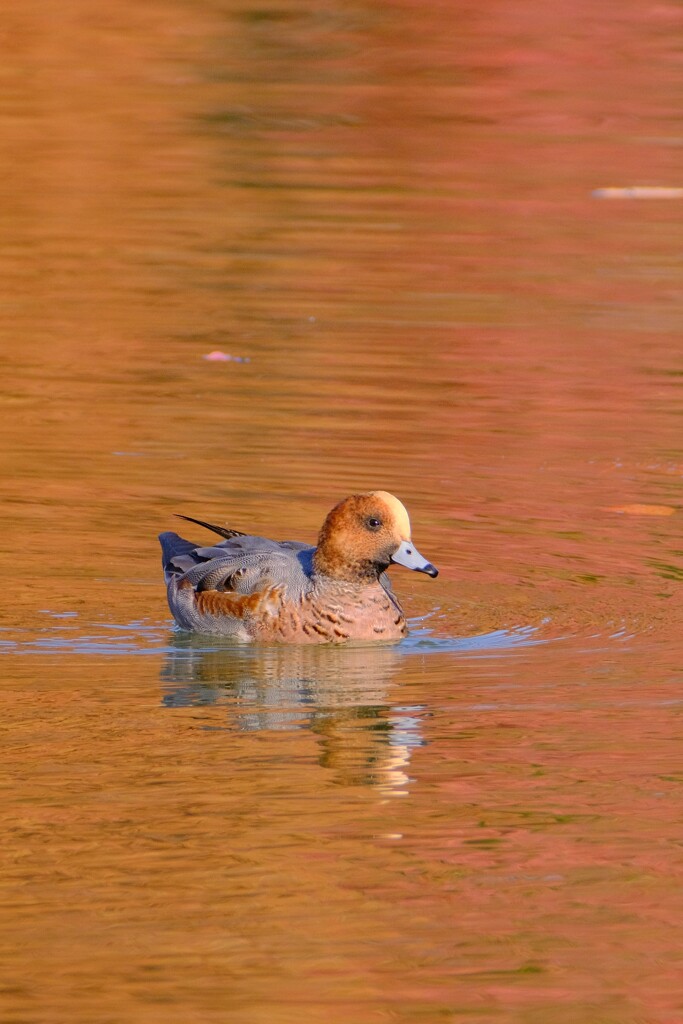 紅葉の中の水鳥