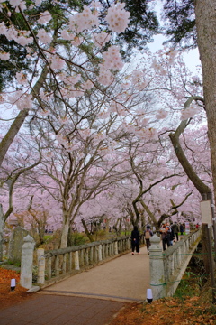 白兎橋の桜
