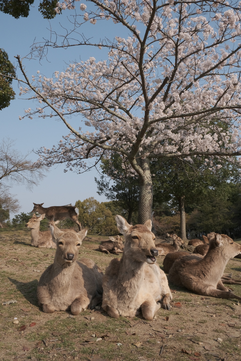 楽しいお花見
