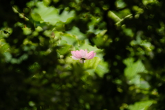 蓮