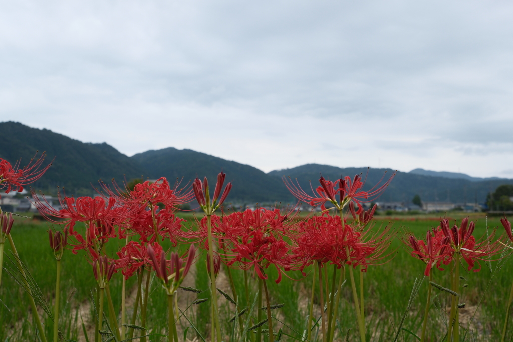 彼岸花の里