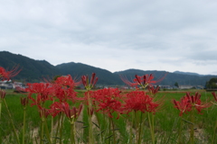 彼岸花の里