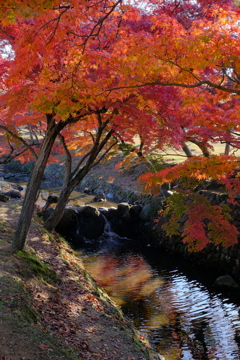 奈良公園の紅葉