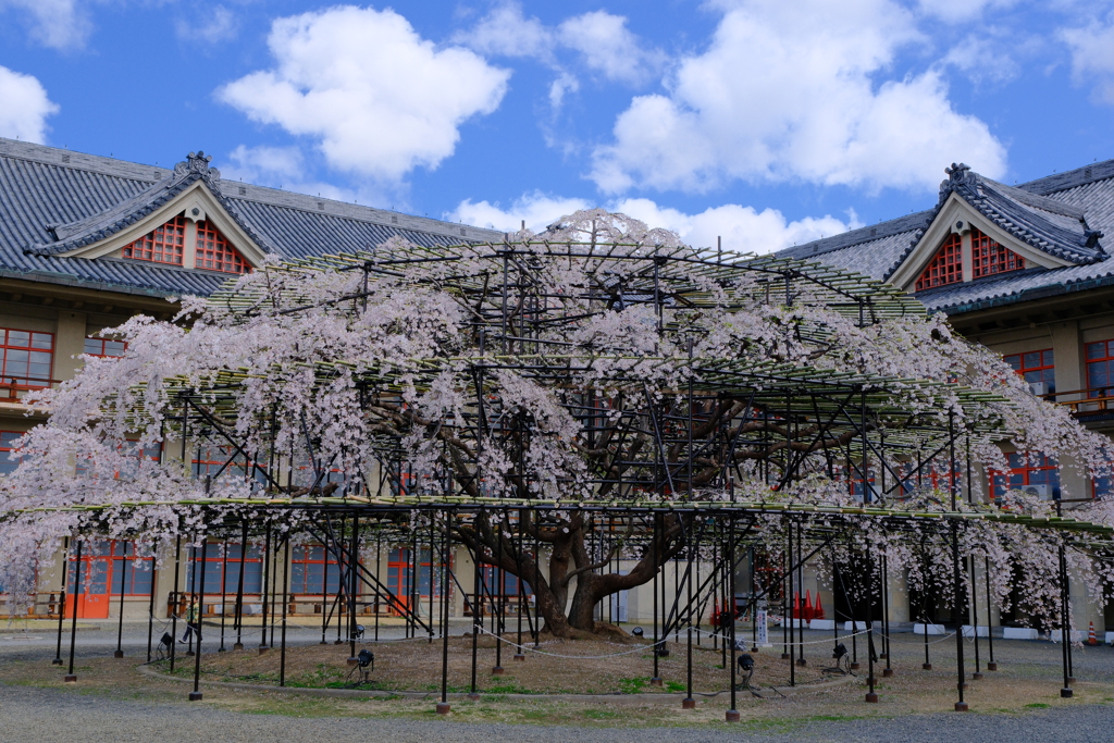 天理教教会部の枝垂れ桜