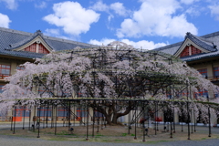 天理教教会部の枝垂れ桜