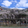 天理教教会部の枝垂れ桜