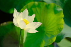 蓮