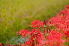 彼岸花