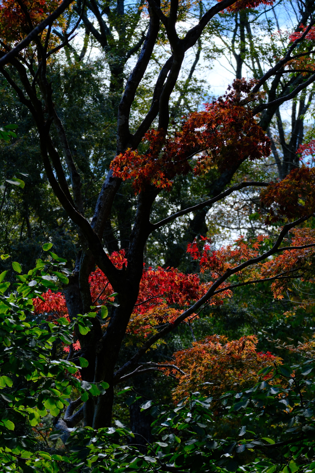 森林植物園の秋