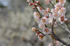 梅の花