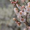 梅の花