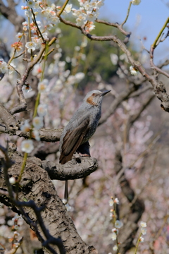 あっちむいてホイ