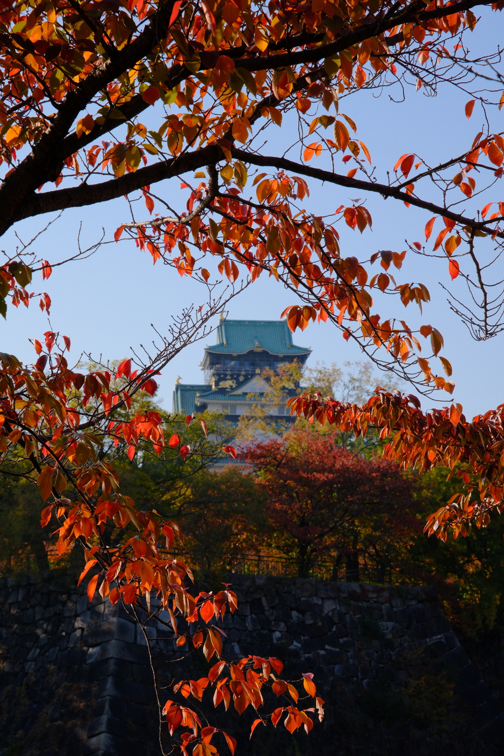 西の丸庭園より