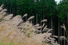 岩湧山のススキ