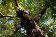 首里金城の大アカギ