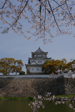 岸和田城の桜