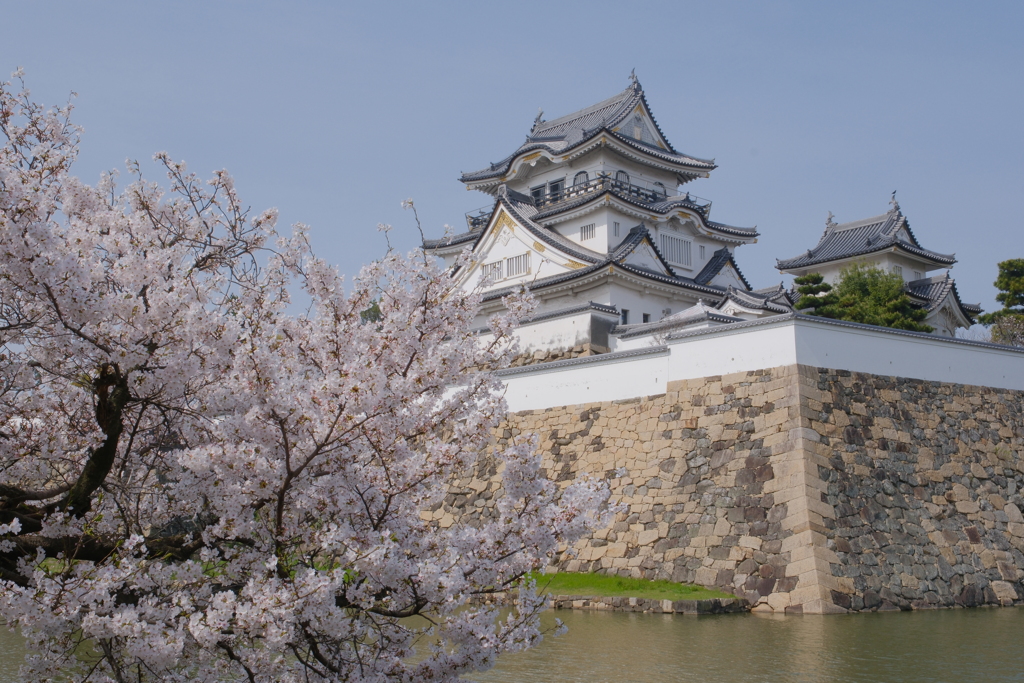 岸和田城の桜