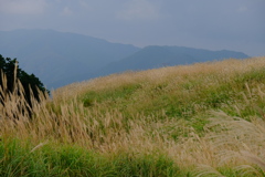 岩湧山のススキ