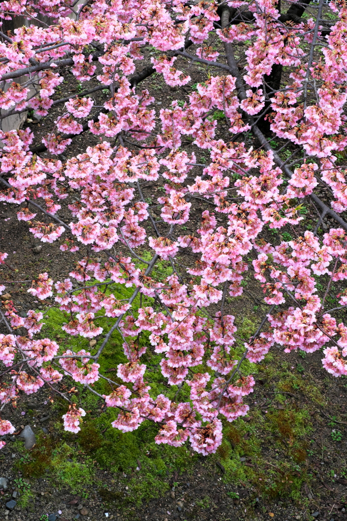 満開の河津桜