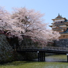 高島城の桜
