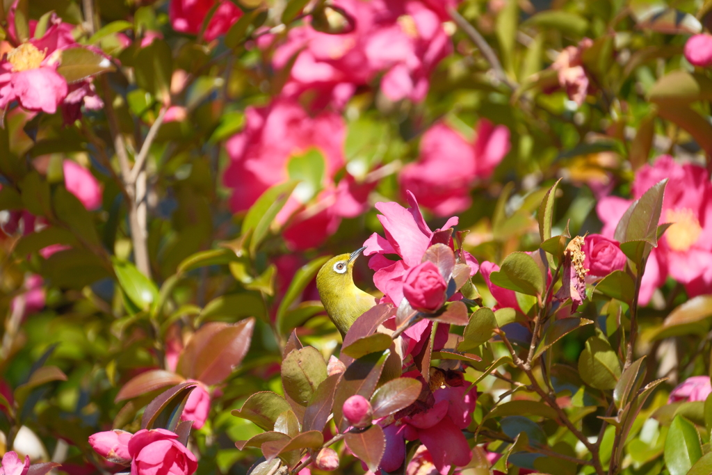 山茶花食堂
