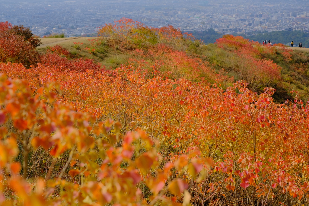 若草山の秋