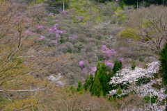 西明寺のミツバツツジと桜