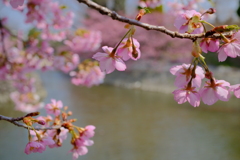 河津桜は満開でした