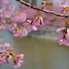 河津桜は満開でした