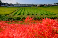矢勝川堤の彼岸花