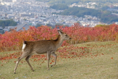 若草山の秋鹿