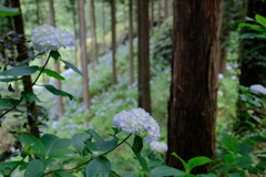 花園あじさい園