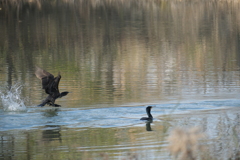 河川敷の野鳥：カワウ