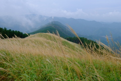 岩湧山のススキ