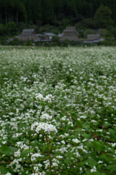 蕎麦の里