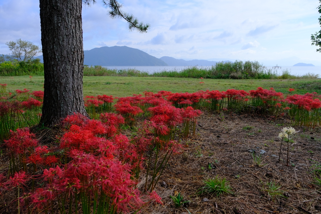 桂浜園地の彼岸花