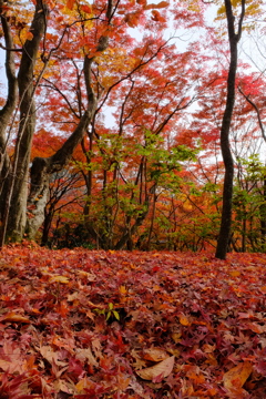 嵐山の紅葉