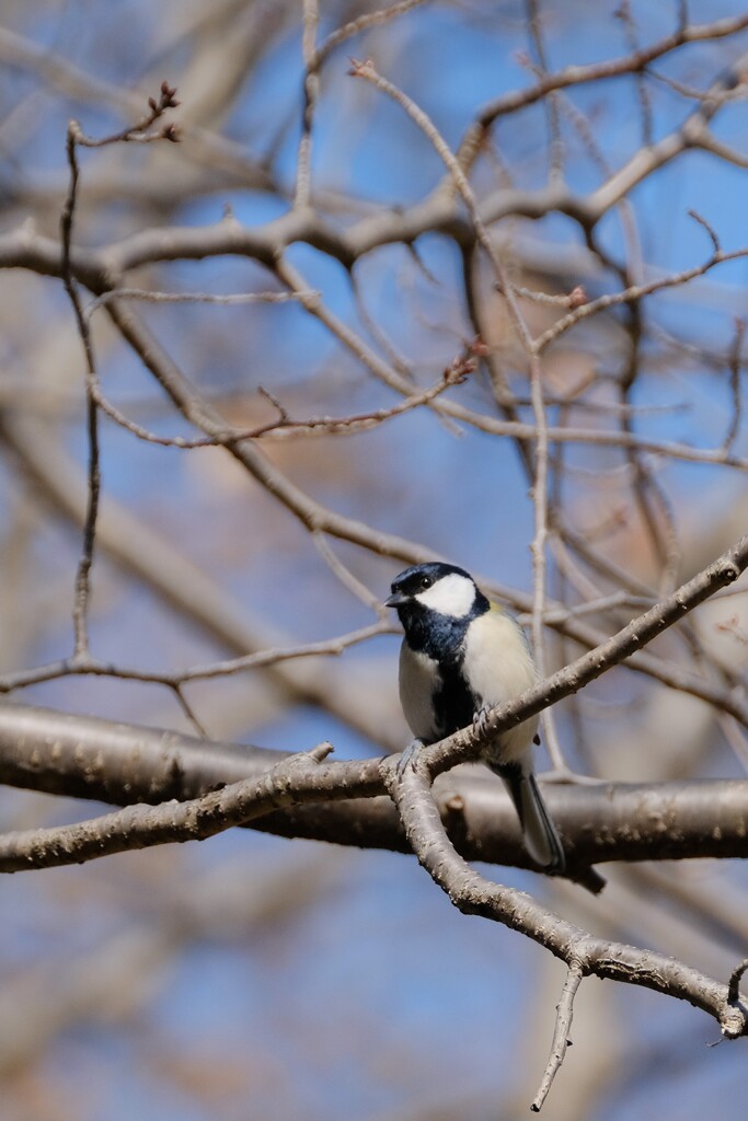 シジュウカラ