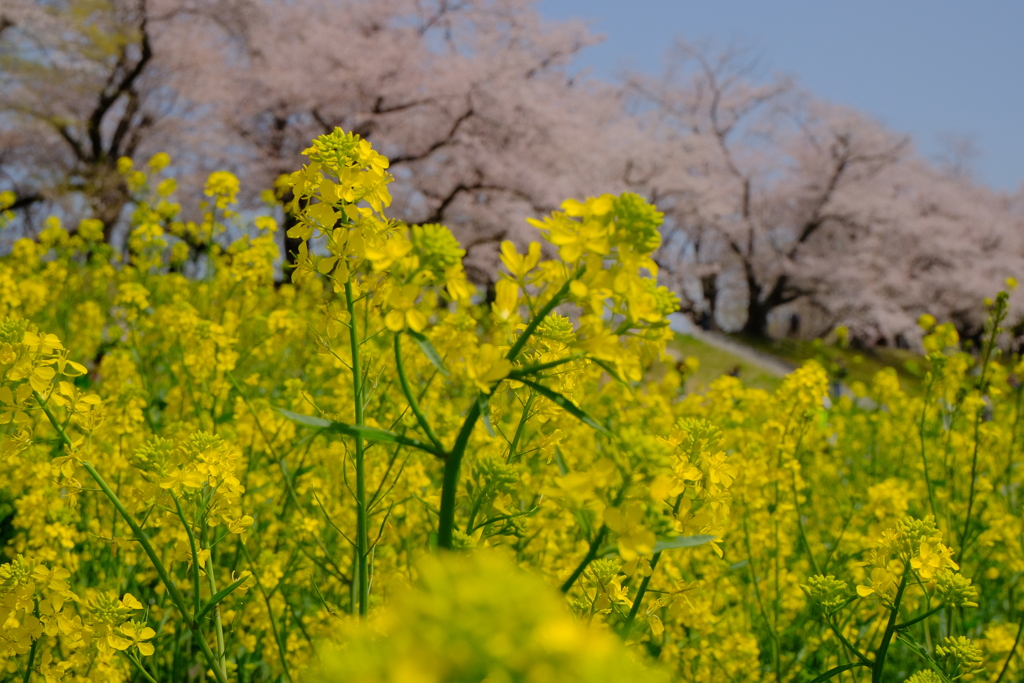背割堤の桜