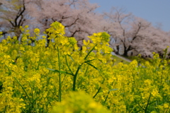 背割堤の桜