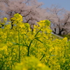 背割堤の桜